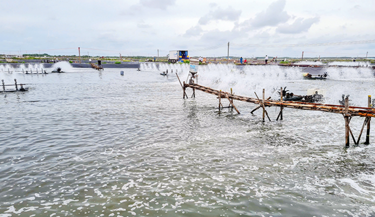 Số hóa trong quản lý, nâng cao hiệu quả nuôi trồng thủy sản