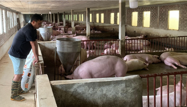 Phòng dịch cho đàn vật nuôi khi thời tiết chuyển mùa