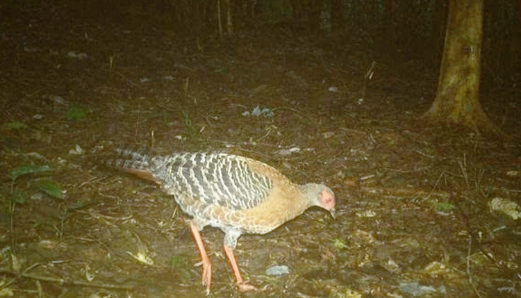 Đà Nẵng ghi nhận nhiều loài động vật hoang dã tại Mỹ Sơn