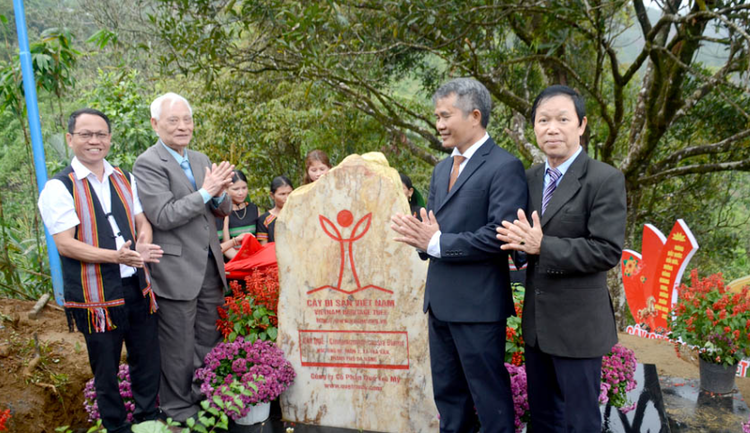 Quế cổ thụ hơn 160 năm tuổi ở Đà Nẵng được công nhận Cây Di sản Việt Nam