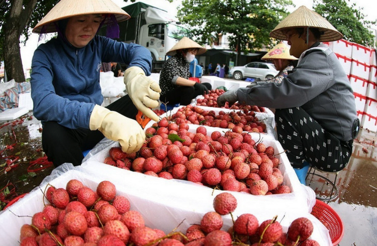 Minh bạch nguồn gốc giúp nông sản Bắc Ninh gia tăng sức cạnh tranh