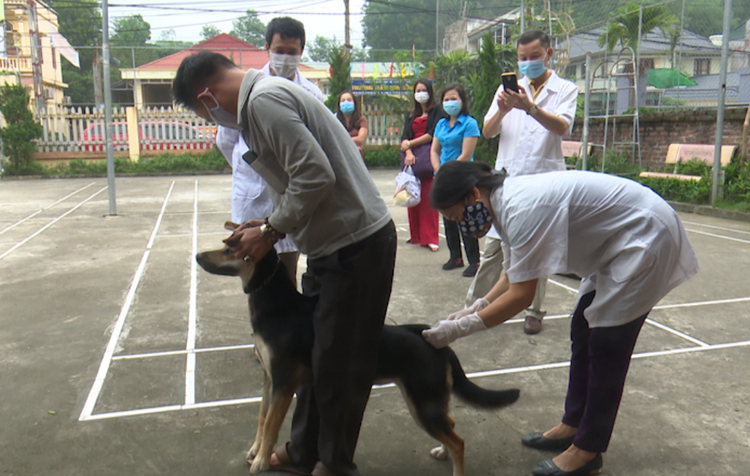 Huế triển khai chiến dịch tiêm 59.700 liều vaccine phòng dại cho chó, mèo