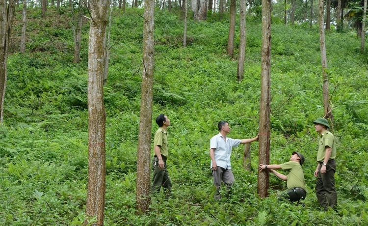 Quảng Trị: Chi trả hơn 347 tỷ đồng từ chuyển nhượng tín chỉ carbon