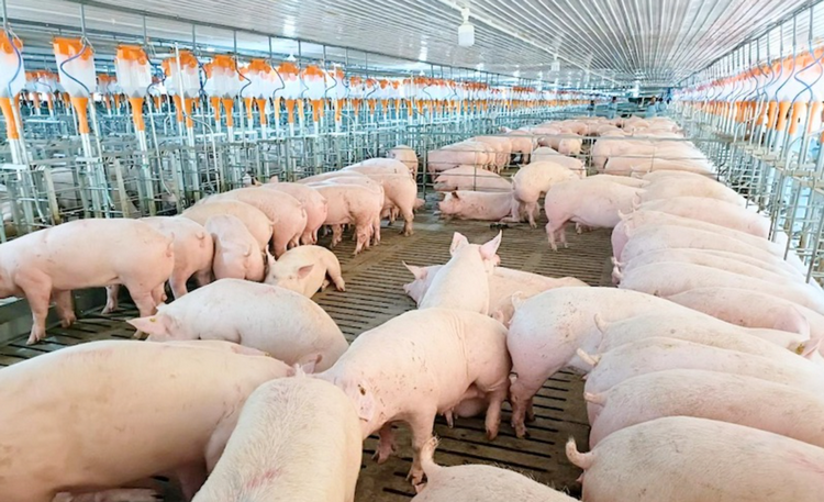 Đồng Nai: Hiện đại hóa chăn nuôi, nâng cao giá trị kinh tế chủ lực