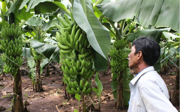 Tây Ninh: Đảm bảo an ninh lương thực, thúc đẩy phát triển nông nghiệp