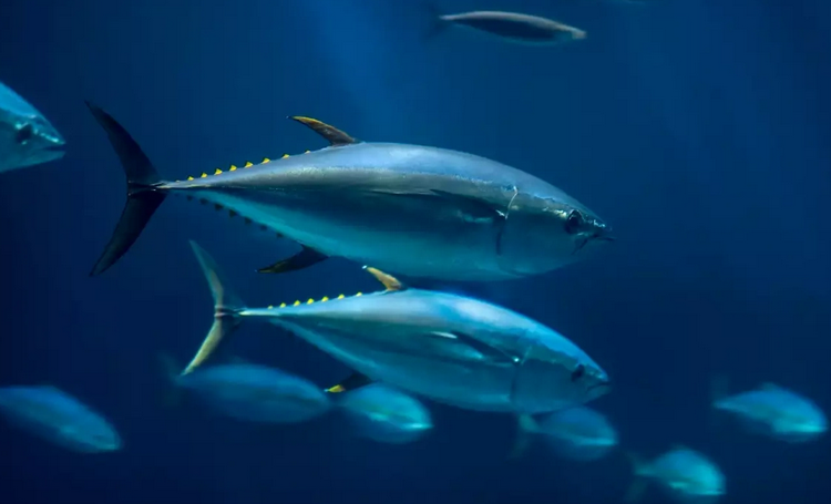 Biến đổi khí hậu khiến sản lượng cá suy giảm