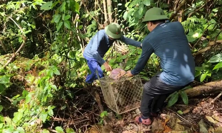 An Giang nâng cao hiệu quả quản lý nhà nước về động vật hoang dã