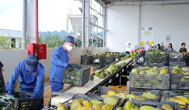 Sơn La đẩy mạnh thu hút đầu tư, phát triển công nghiệp chế biến nông sản