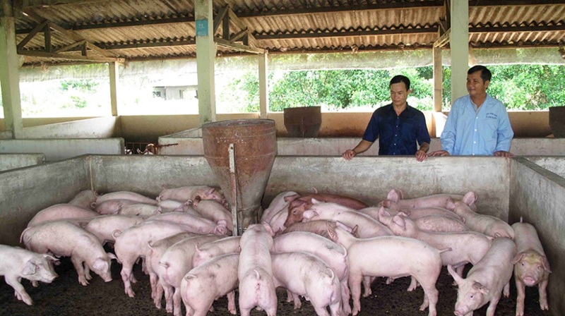 An Giang ban hành quy định mới về mật độ chăn nuôi đến năm 2030