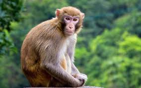 Lào Cai: Người dân tự nguyện giao nộp khỉ vàng quý hiếm