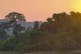 Phát hiện, xử lý gần 2.000 vụ vi phạm liên quan đến đa dạng sinh học chỉ trong hơn 4 tháng