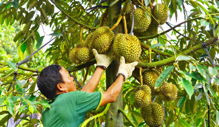 Gia Lai: Thêm 13 mã số vùng trồng sầu riêng được công nhận