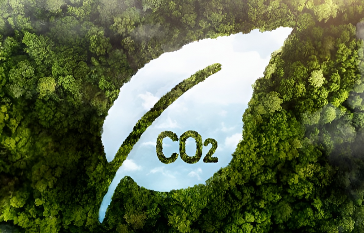 Khai thác hiệu quả thị trường carbon rừng