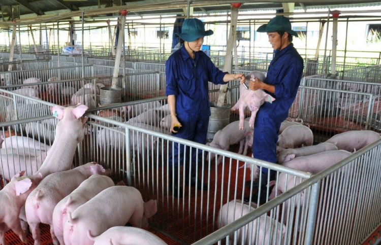 Đà Nẵng thí điểm tiêm vắc-xin phòng dịch tả châu Phi trên 2.000 con lợn