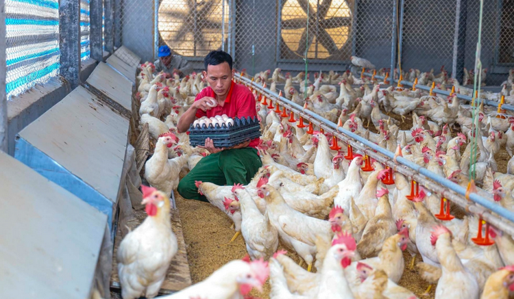 Công nghệ hiện đại tạo đột phá cho ngành chăn nuôi
