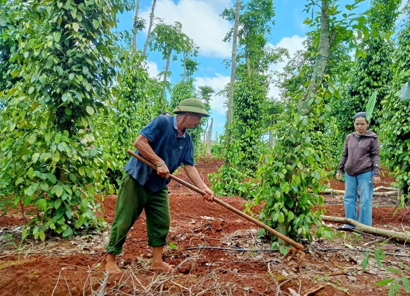 Xuất khẩu hồ tiêu trong những tháng đầu năm tăng mạnh