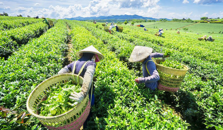 Đẩy mạnh ứng dụng công nghệ, chuẩn hoá vùng chè