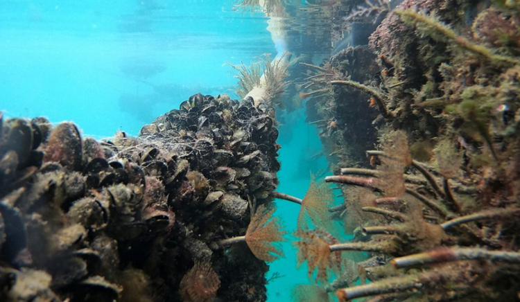 Australia phát hiện hơn 110 loài cá, động vật không xương sống mới