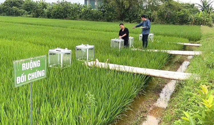 Quảng Trị gieo trồng hơn 6.000 ha lúa giảm phát thải