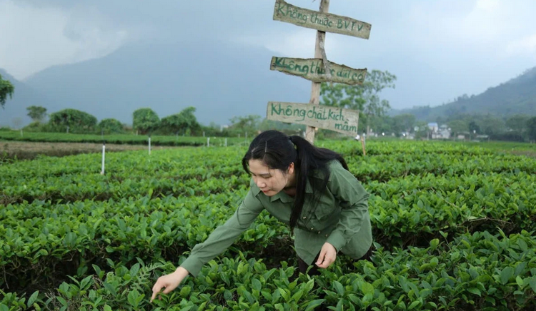 Thái Nguyên có hơn 320ha cây trồng đạt tiêu chuẩn hữu cơ