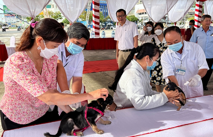 Tiêm vắc-xin phòng dại miễn phí cho chó, mèo ở vùng đệm Vườn quốc gia Bạch Mã