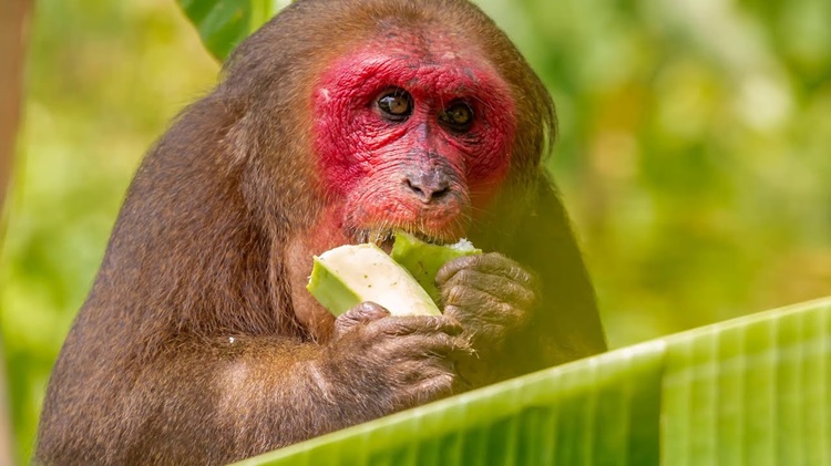 Người dân Lào Cai tự nguyện giao nộp khỉ mặt đỏ quý hiếm