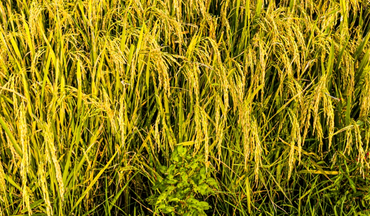 Thái Nguyên: 170 tấn hạt giống được kiểm dịch chặt chẽ trước khi lưu hành