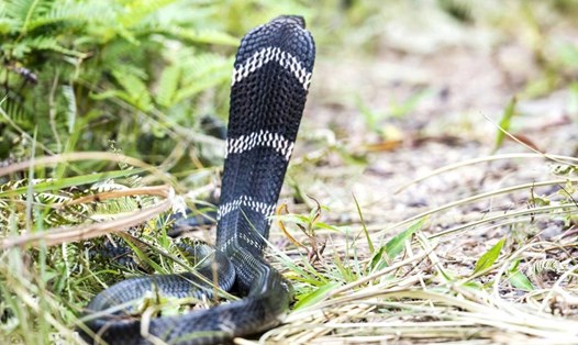 Lâm Đồng: Tái thả rắn hổ mang chúa quý hiếm về tự nhiên