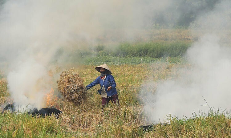 Giám sát chặt chẽ, chấm dứt tình trạng đốt rơm rạ