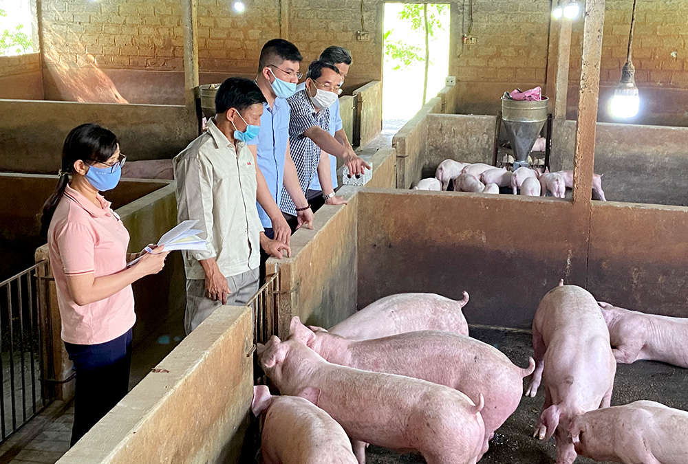 Lâm Đồng triển khai đồng bộ giải pháp phòng, chống bệnh dịch tả lợn châu Phi