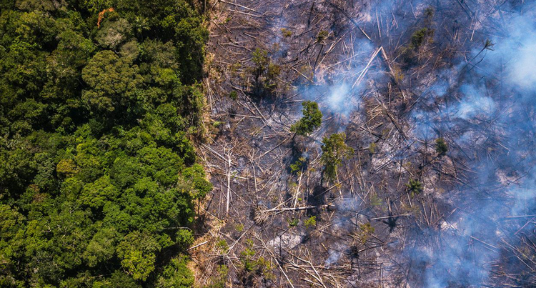 Chặt phá rừng nhiệt đới khiến nhiệt độ gia tăng