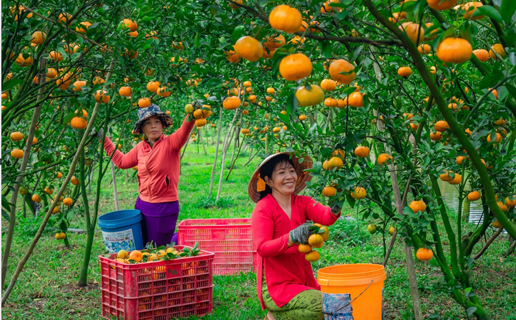 Vĩnh Long chuyển đổi cơ cấu cây trồng trên đất trồng lúa