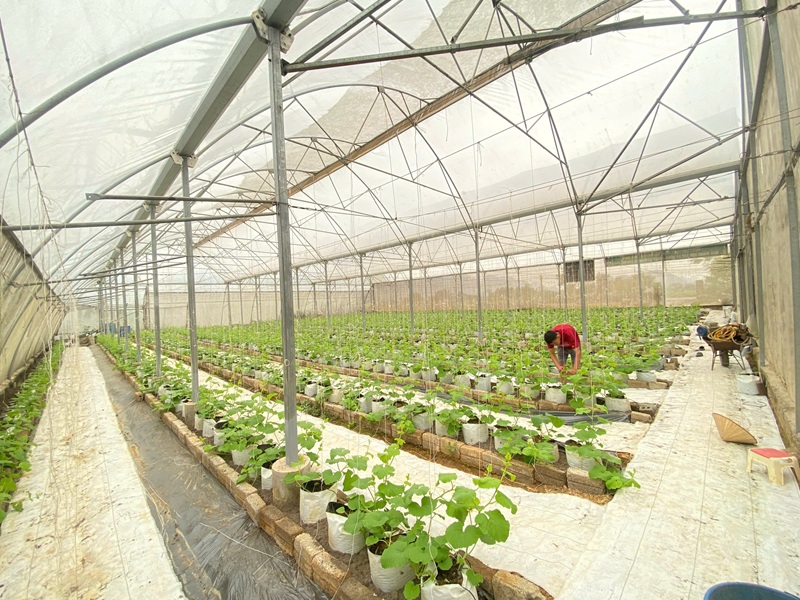 Phát huy hiệu quả từ sản xuất nông nghiệp công nghệ cao