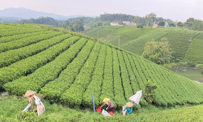 Thái Nguyên: Tăng tốc chuyển đổi số, nâng hiệu quả kinh tế tập thể