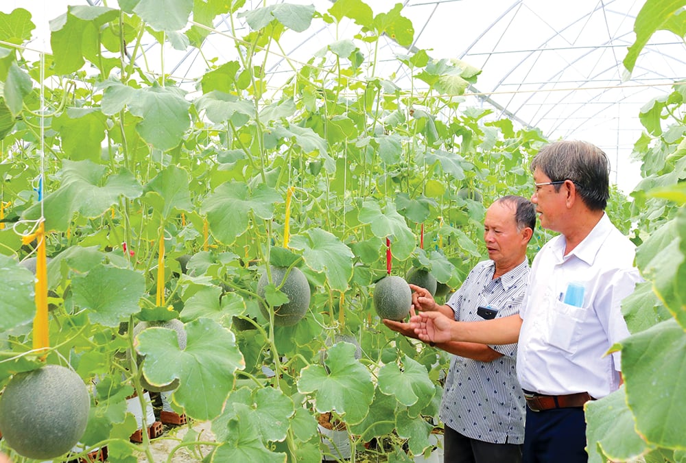 Hiệu quả sản xuất nông nghiệp được nâng cao nhờ chuyển đổi số