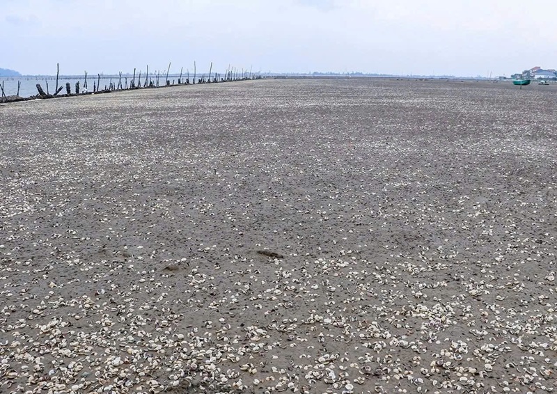 Hà Tĩnh: Ngao chết bất thường, người dân thiệt hại hàng trăm triệu đồng