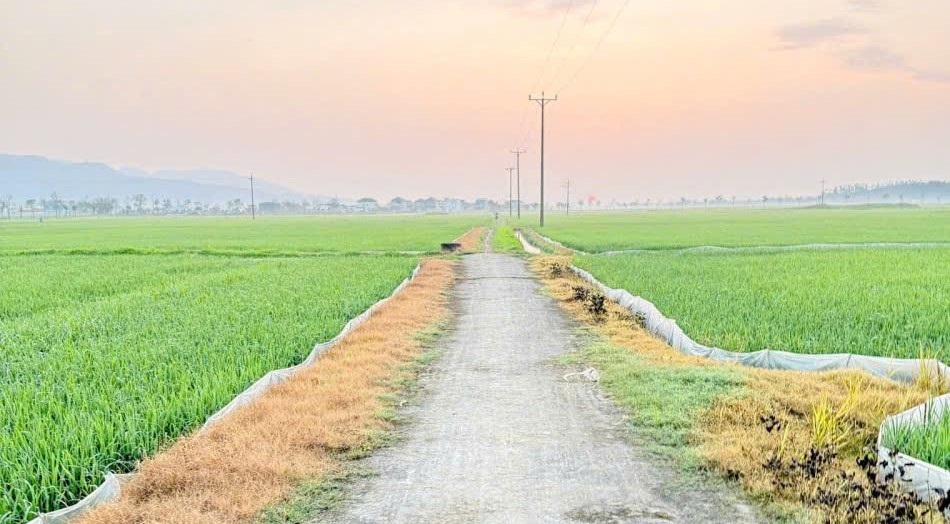 Phun thuốc diệt cỏ gây ảnh hưởng môi trường, 4 người dân bị xử phạt