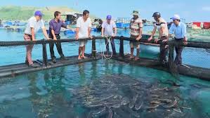 Ngành thủy sản Quảng Ngãi chủ động ứng phó với biến động thị trường