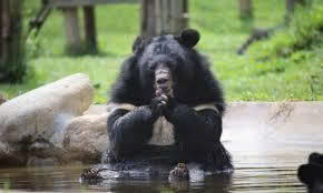 Cứu hộ thành công nhiều cá thể gấu bị nuôi nhốt