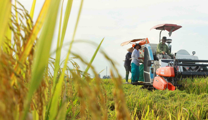 Dự thảo Quy trình sản xuất lúa giảm phát thải