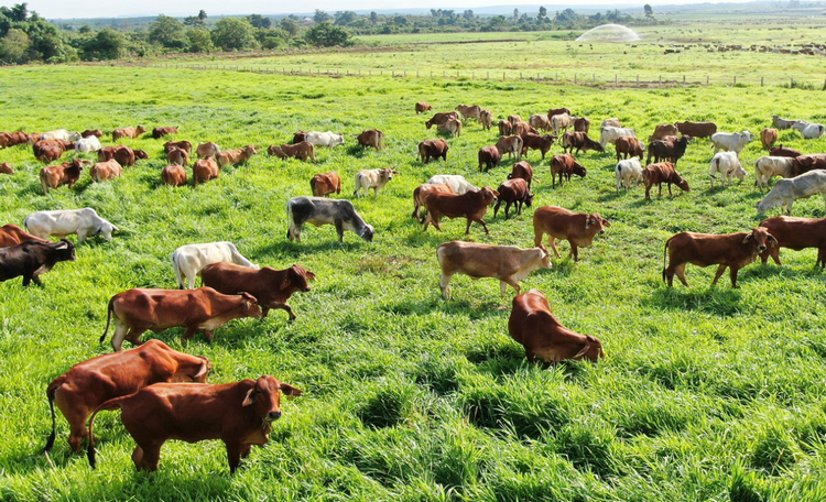 Đắk Lắk: Mở rộng quy hoạch chăn nuôi tập trung