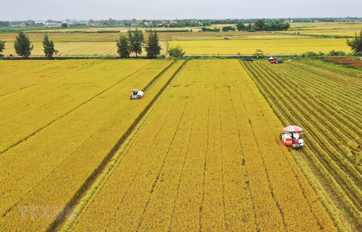 Gia Lai phát triển vùng lúa tập trung, gia tăng giá trị nông sản