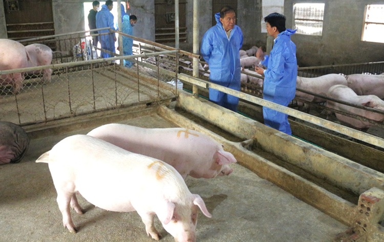 Chủ động kiểm soát bệnh lở mồm long móng trên đàn vật nuôi