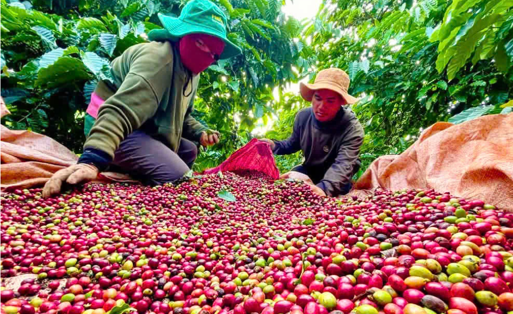 Hình thành vùng trồng giảm phát thải, nâng cao giá trị nông sản