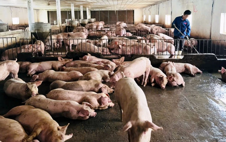 Quảng Trị phát triển chăn nuôi quy mô lớn