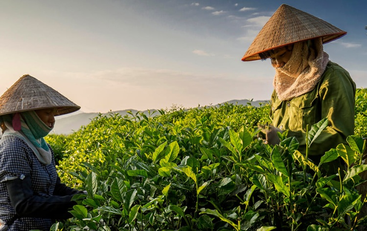 Thái Nguyên có 13 sản phẩm OCOP 5 sao