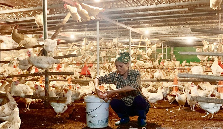 Khai thác hiệu quả mô hình kinh tế trang trại, gia trại