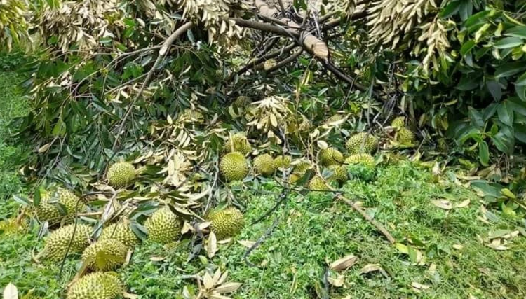 Lâm Đồng: Hàng chục tấn sầu riêng bị thiệt hại do lốc xoáy