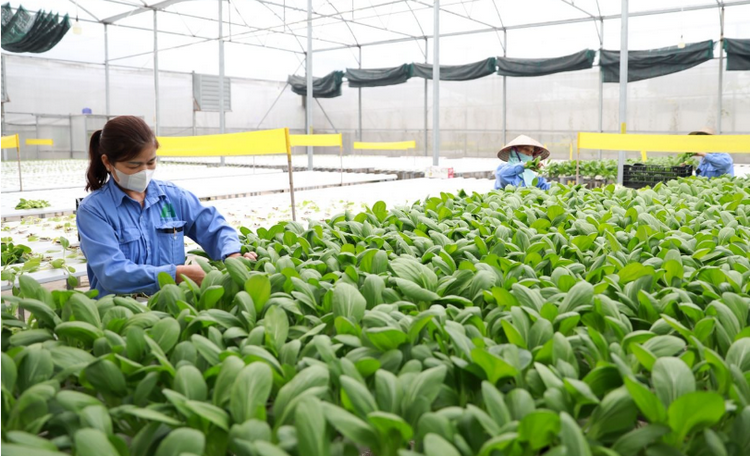 Hà Nội phân cấp phê duyệt phương án phát triển vùng sản xuất nông nghiệp tập trung