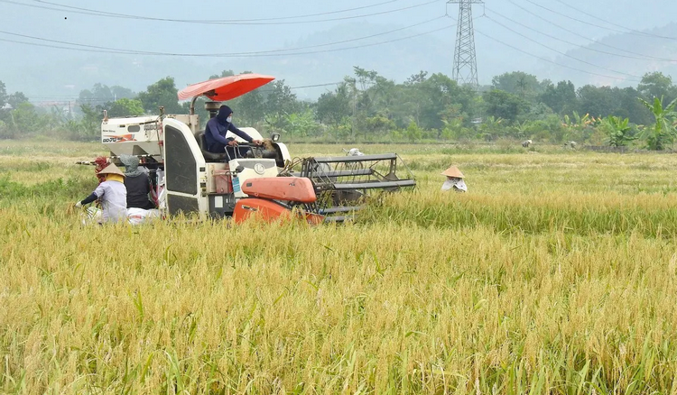 Hưng Yên: Dự kiến cung ứng ra thị trường khoảng 350 tấn nếp thơm